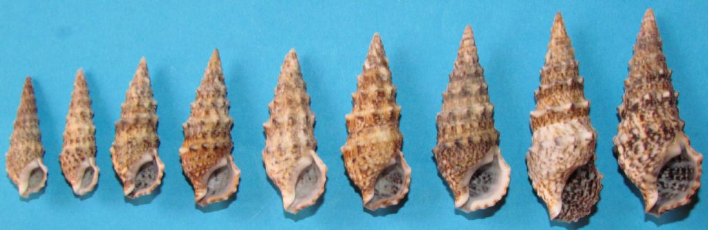 Cerithium vulgare